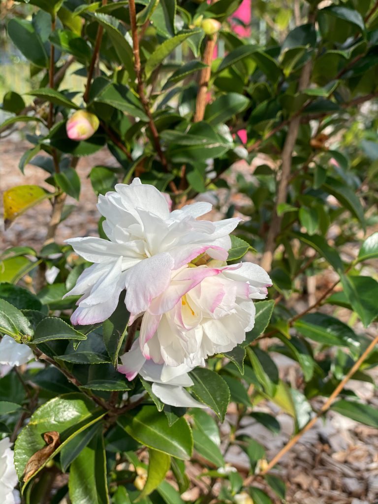 Residential Aged Care with Nursing Home Facility in Sylvania